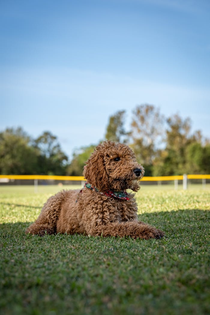 Brown Dog Lying on Green Grass