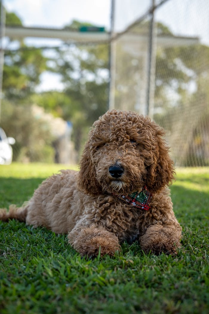 Close Up Shot of a Dog